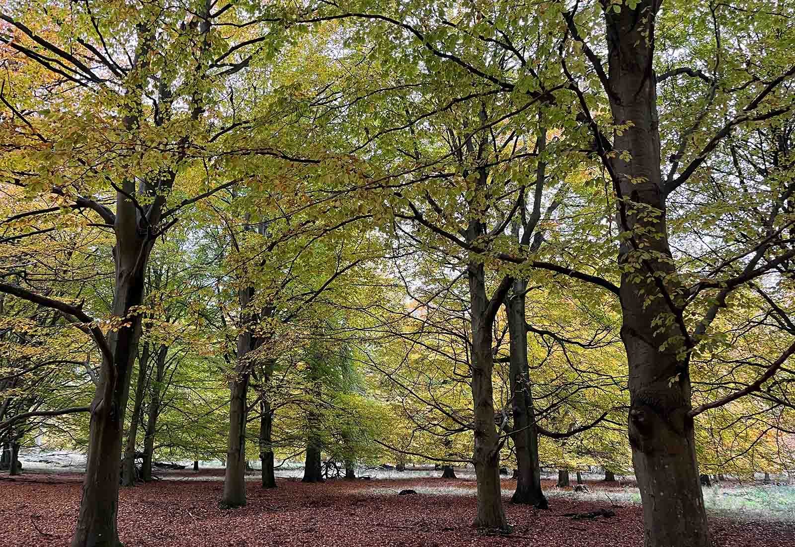 Autumn in Copenhagen