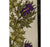 Timorous Beasties Grand Thistle Wallpaper